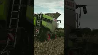 Direct harvesting of seed corn with Claas 7600TT reaper modern cornharvest shorts viralvideo [upl. by Ducan237]