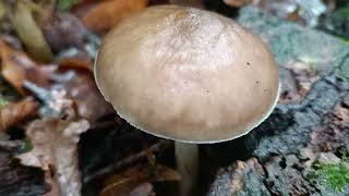 Pluteus Cervinus 26102023 Bois de la Motte [upl. by Backer187]