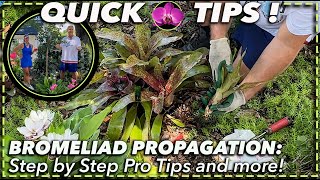 BROMELIAD PROPAGATION MADE EASY StepbyStep Guide for Beginners  Pro Tips [upl. by Robin847]