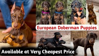 European Doberman Puppies For Sale  All India Delivery  Best Quality Doberman Dog [upl. by Hamner]