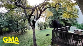 Black bear family takes over backyard for playtime [upl. by Noillid]