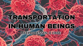 Transportation in Human Beings [upl. by Griffiths]