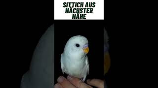 Sittich aus nächster Nähe animal animals [upl. by Eirrak]