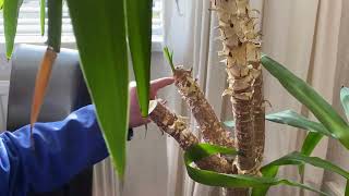 Very quick and easy tutorial on how to prune a leggy old Yucca houseplant to encourage new growth [upl. by Sarson]