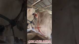 Bismillah Dairy Farm  New Collection for 2025 viralvideos cow cattlefarm bull 🐂 [upl. by Yromem]