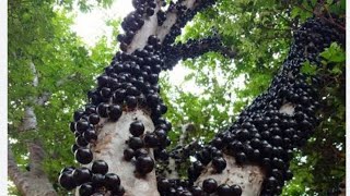 detergente de jabuticaba [upl. by Areek]