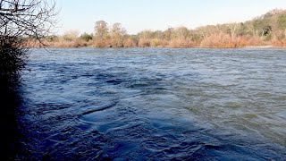 End of January Steelhead report American river 2023 [upl. by Chase]