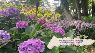 小田原城ODAWARA CASTLE🏯紫陽花Hydorangea 🌸🔮💎20240626〜神奈川 小田原 KANAGAWA ODAWARA [upl. by Ramunni]