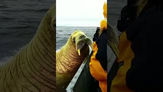 The Walrus Majestic Pinniped  Marine Carnivore Documentary Walrus MarineBiology Pinniped [upl. by Reiter]