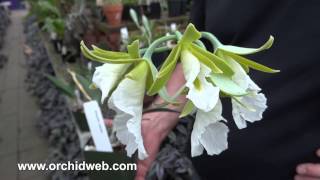 OrchidWeb  Encyclia mariae [upl. by Tulley]