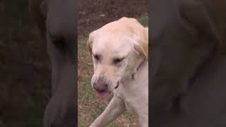 Feeding Aggressive Lab Is Impossible  dogwhisperer shorts cesarmillanaggressive [upl. by Egiarc]