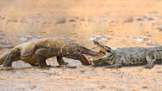 Crocodile Attacks Komodo Dragon To The Last Breath [upl. by Phillis]