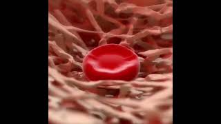 Maturation Erythropoiesis the varieties of the process of hematopoiesis during which RBCs are formed [upl. by Samau]