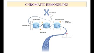 Chromatin Remodeling [upl. by Nylsaj907]