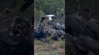 Vultures Feeding Frenzy in the Wild  Natures Cleanup Crew in Action [upl. by Ahsoj]