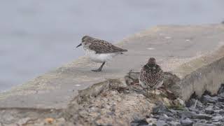 Semipalmated Sandpiper with Least Sandpipers [upl. by Odraccir732]