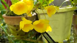 Tips Membungakan Anggrek Dendrobium lindleyi  D aggregatum tips speciesorchids [upl. by Ettevy]