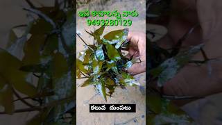 How to Grow Water Lily Bulbs at Home [upl. by Atauqal978]