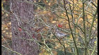 fieldfare amp redwing [upl. by Maurise]