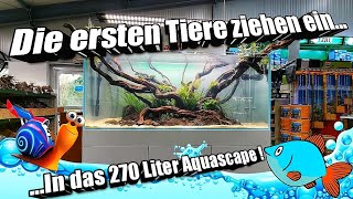 Die ersten Tiere für das 270 Liter Aquascape Show Aquarium [upl. by Stearne330]