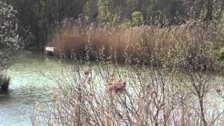 LONGSHAW FARM FISHERY STURRY KENT ANGLERS MAIL TACTICAL BRIEFINGS [upl. by Raamaj]