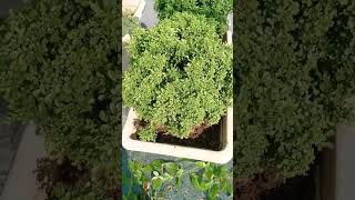 bonsai plantyah badhiya khad haigardening shortvideo youtube [upl. by Rafael]