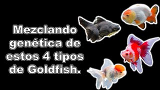 Cruzando 4 especies de GOLDFISH  Cuál será el resultado 💯🐟🔥 [upl. by Brandyn]