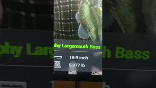 Everglades fishing planet fishing fishingplanet shorts youtubeshorts tiktok [upl. by Nalro306]