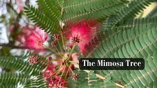 The Mimosa Tree [upl. by Eudocia611]