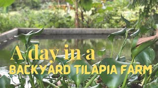 A DAY IN A BACKYARD TILAPIA FARM [upl. by Eiramyelhsa]