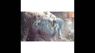 Hyena Giving Birth in the Wild Awesome [upl. by Bili]