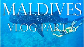 MALEDIVEN VLOG Whale Shark Tour maldives travel [upl. by Liebman821]