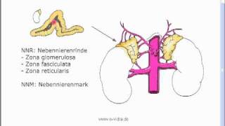 Endokrinologie 1 [upl. by Ecikram798]