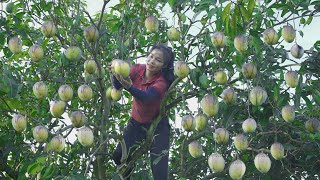 Harvesting Mangoes  Making Mango Salad with Meat to Sell at the Market  Thanh Farm [upl. by Concepcion]