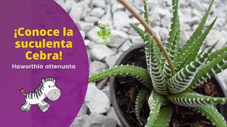 SUCULENTA CEBRA 🦓  Haworthia attenuata [upl. by Bledsoe]