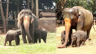 So funny Cute twin baby elephants play with each other Mama elephant cares them equally [upl. by Morey]