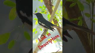 Specialities of Mannathipullu bird endangeredspecies [upl. by Noseyt]