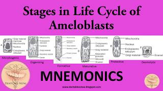 MNEMONICS  Amelogenesis  Stages of Ameloblasts [upl. by Romeon]