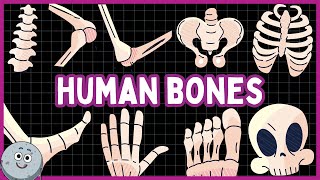 Bones of The Human Body for Kids  Kids Learning Bones [upl. by Ordway940]