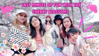 LAST CHERRY BLOSSOMS VIEWING 2024PICNIC AND FUN UNDER SAKURA TREESSPRING JAPAN [upl. by Atiloj]