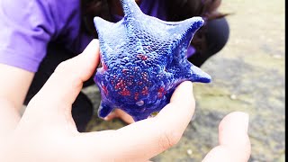 Zoe Finds Amazing Starfish In Tasmania Rock Pools [upl. by Ynettirb916]