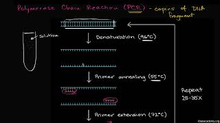 polymerase chain reaction  PCR  biology science [upl. by Gladi]