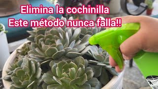 Elimina la cochinilla de tus plantas este método nunca falla [upl. by Arihaz735]