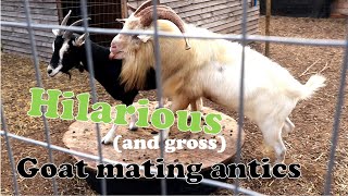 Funny Mating Antics of Goats [upl. by Erick]