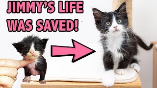 Saving a Sick and Starving Kitten  How Supportive Care Saved Jimmy [upl. by Kowalski]