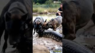 2 Pitbulls hunted a python in the field [upl. by Clorinde136]