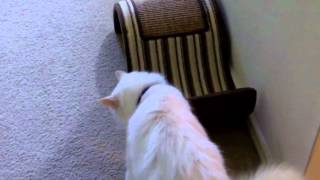 Pet Interviews  Talking Bird Dog Cat [upl. by Herschel]