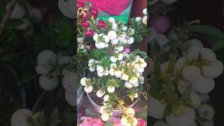 The Gaultheria mucronata yt ytshort ytshortvideo ytflower ytplants [upl. by Fries]