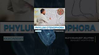 biology phylumctenophora phylum neet teaching motivation kkacademy shorts class11 [upl. by Avlasor]