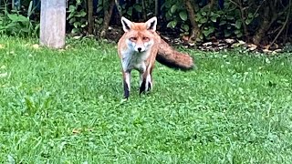 Mia teatime 🍗🍗 foxes ukwildlife [upl. by Enomaj]